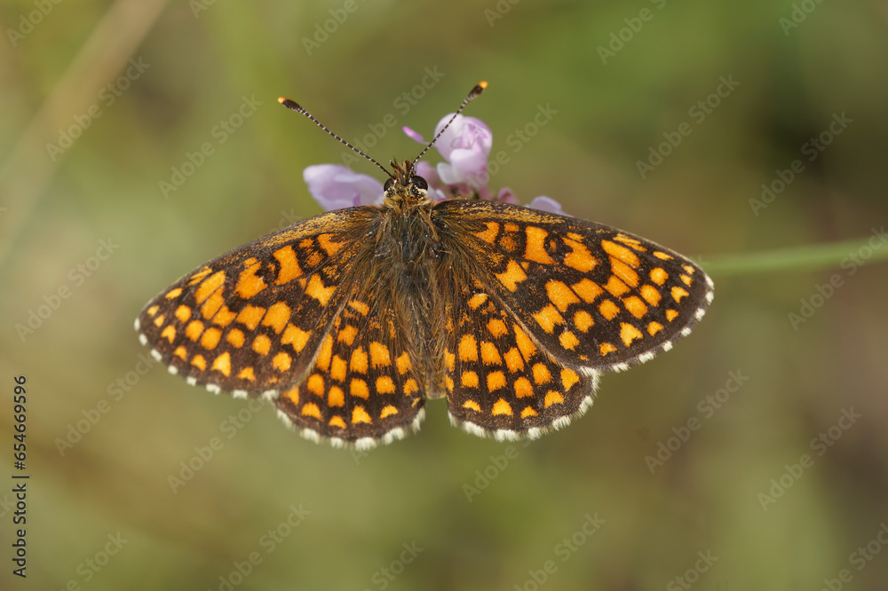 Closeup on a Mediterranean Southern Heath fritillary, Melitaea celadussa with spread wings Closeup on a Mediterranean Southern Heath fritillary, Melitaea celadussa with spread wings