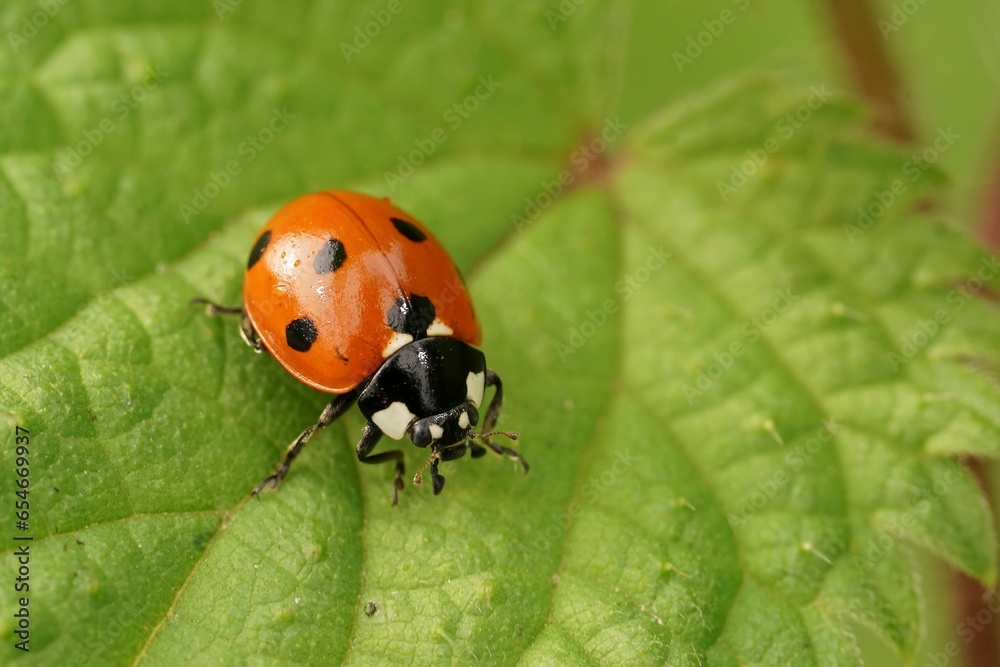 Fototapeta premium Closeup on the cute red Seven-spotted Ladybird, Coccinella septempunctata sitting on a green leaf