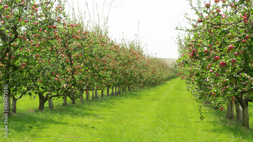 Long rows of apple trees in the garden.
