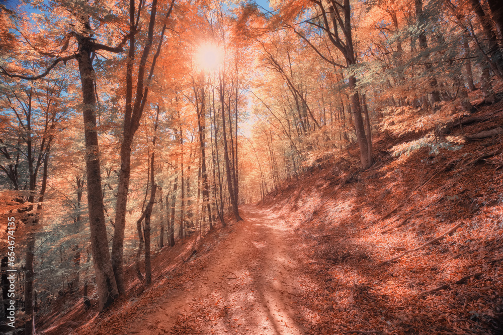 Fototapeta premium Autumn forest deep in mountain.