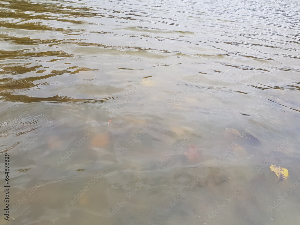 Wavy gray surface of the lake with light ripples and sunken leaves near the shore in autumn (macro, water texture).