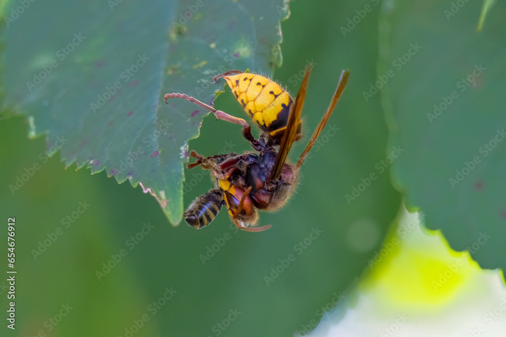 Fototapeta premium Hornisse (Vespa crabro) zerlegt Honigbiene als Larvenfutter