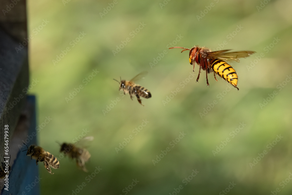 Hornisse (Vespa crabro) jagt am Bienenstand Hornisse (Vespa crabro) jagt am Bienenstand