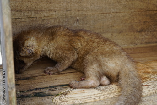 civet cat baby close up selective focus sleeping portrait photo