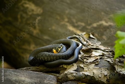 A black snake sits coiled atop a log in a lush forest. The snake's body is perfectly camouflaged against the dark bark, its head held high as it surveys its surroundings.