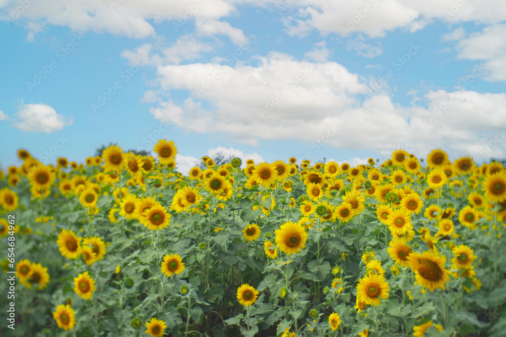 Obraz premium A landscape Sunflower field near the mountains