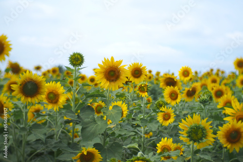 A landscape Sunflower field near the mountains