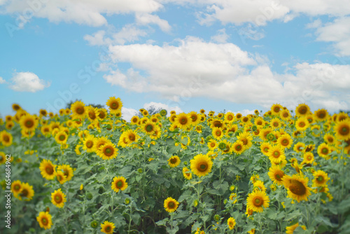 A landscape Sunflower field near the mountains