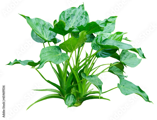 Collocasia plant isolated on white background. PNG File. photo