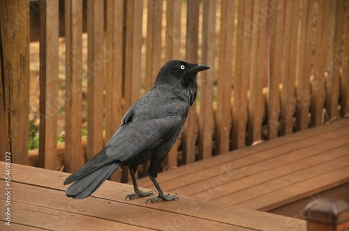 An Australian raven (Corvus coronoides) over a wooden deck in Perth