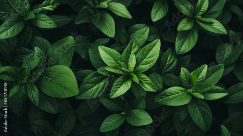 A close up of a green plant with leaves © Rimsha