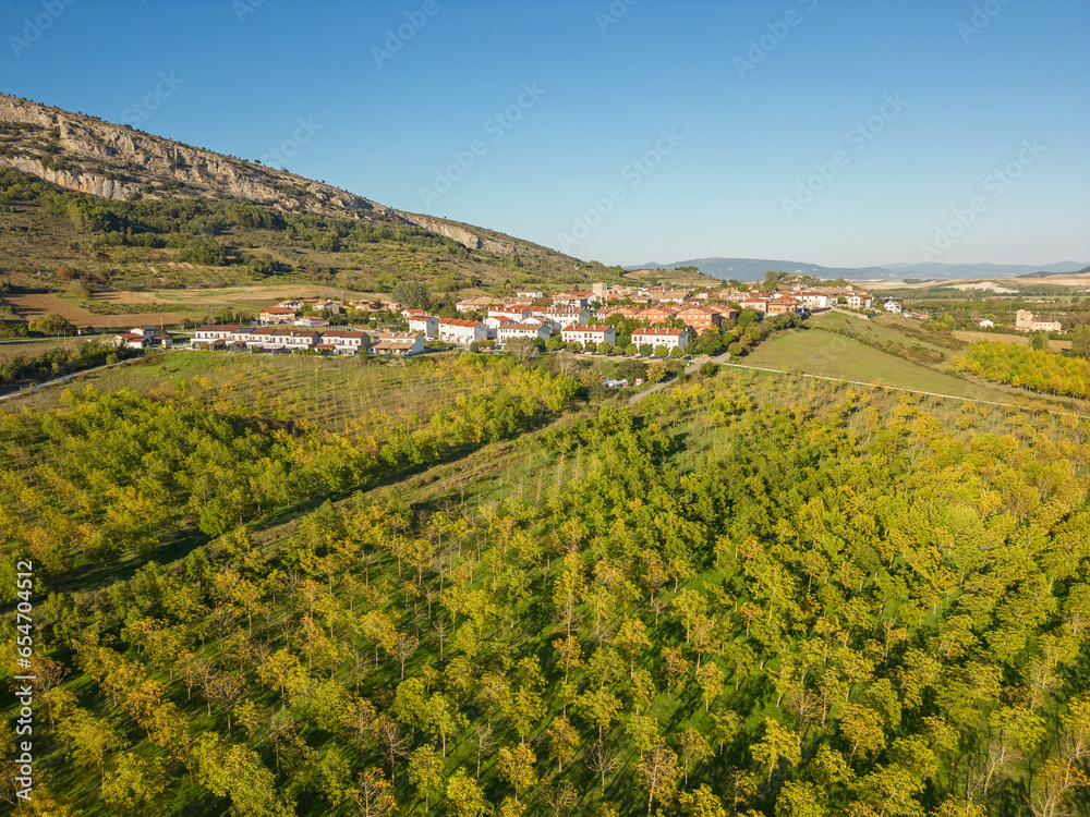 Tree plantation. Etxauri, Navarre