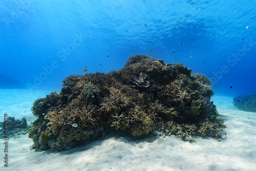 沖縄 珊瑚の根１