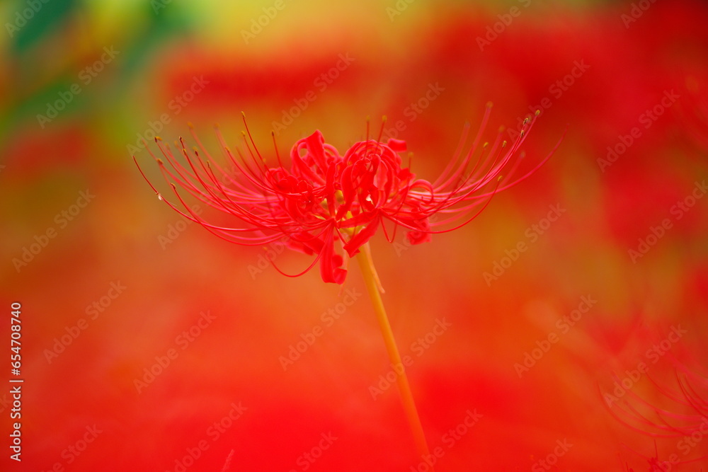 彼岸花 彼岸花