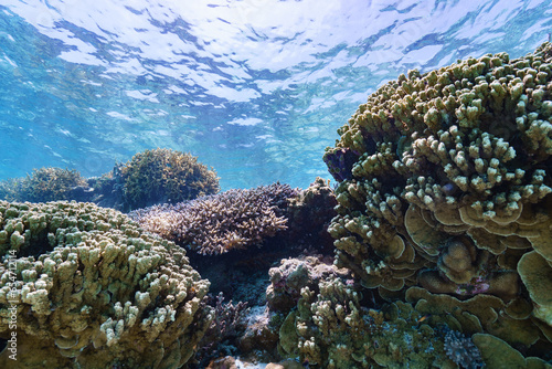 沖縄　珊瑚の風景１