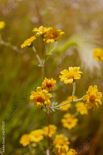 Close-up of brittlebush flowers with sunlight