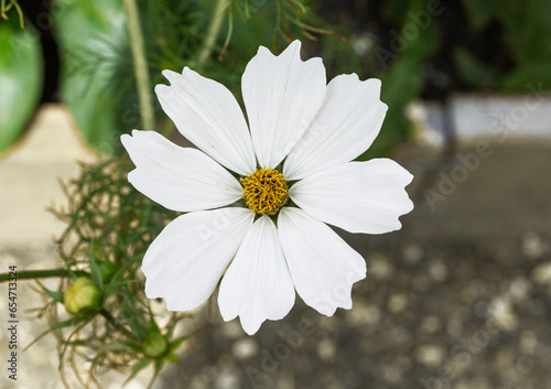 Flor de Cosmos, blanca photo