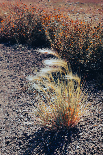 Isolated ichu plants in vertical composition photo