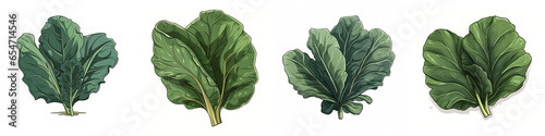 Set of cartoon collard green vegetable illustration, isolated on white background photo