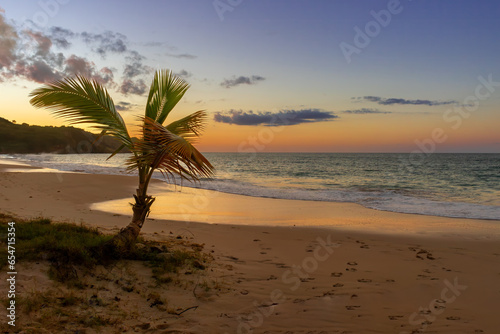Beautiful tropical small palm tree on pristine Caribbean beach at sunset. Golden sand, sea with horizon view, perfect holiday location.