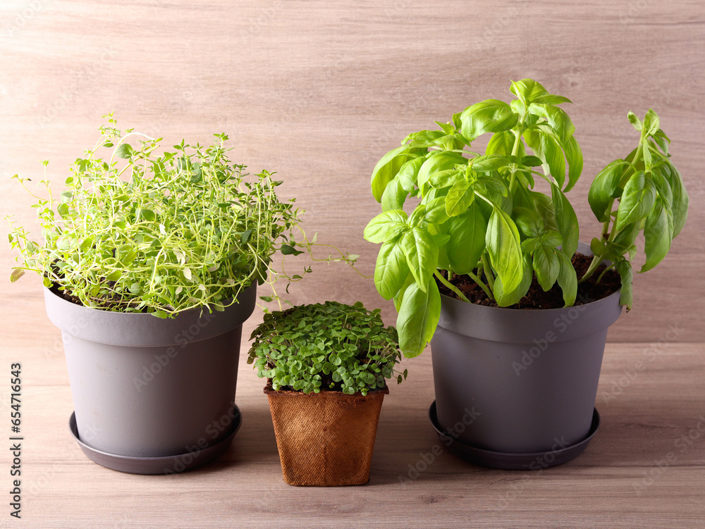 growing herbs to use in cooking