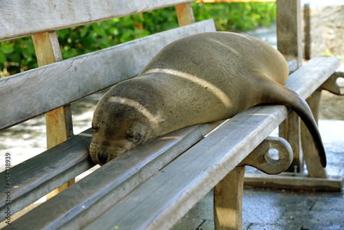 Seelöwe schläft auf Parkbank in der Stadt auf Galapagos Inseln