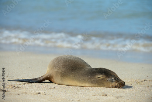 Nahaufnahme von Seelöwenbaby das am Sandstrand schläft