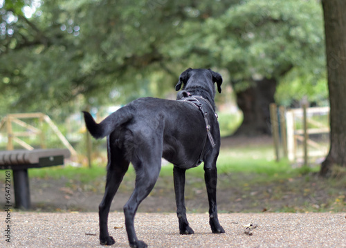 A full body shot of a black labrador retriever dog standing facing away from the camera, showing his back and  looking at the park  photo