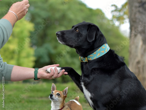 Canvas Print A group of obedient dogs are performing tricks to their dog handler, high five,