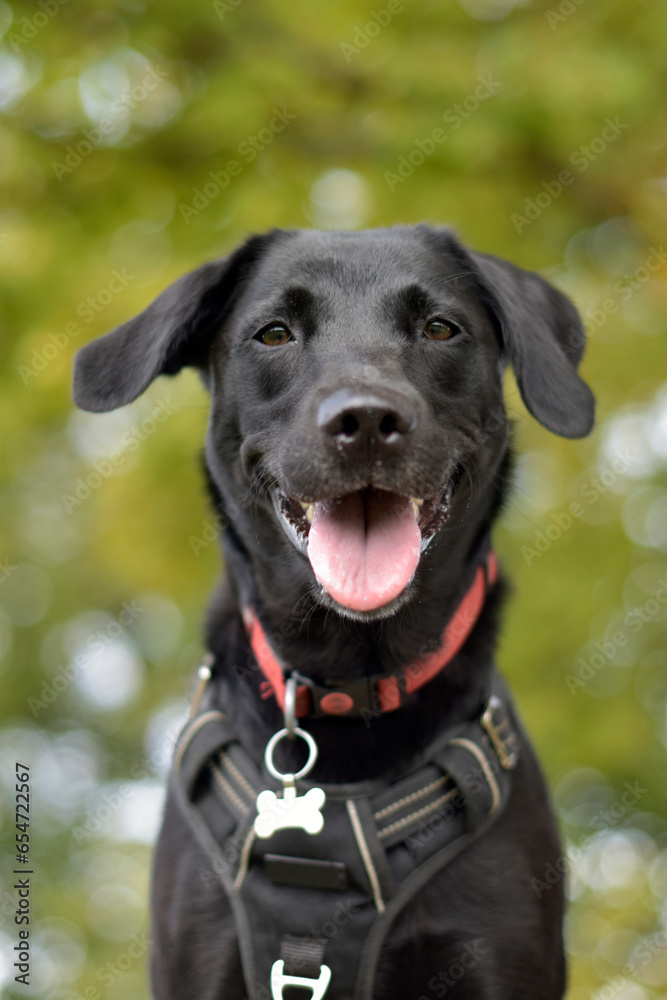 Cute black Labrador Retriever Posing with tongue out, dog portrait, smiling dog