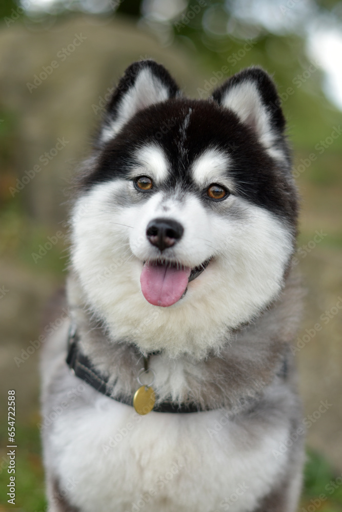 Adorable Pomsky Puppy smiling with tongue out - Pomeranian and Miniature Siberian Husky Mix, Designer Dog Breed Adorable Pomsky Puppy smiling with tongue out - Pomeranian and Miniature Siberian Husky Mix, Designer Dog Breed