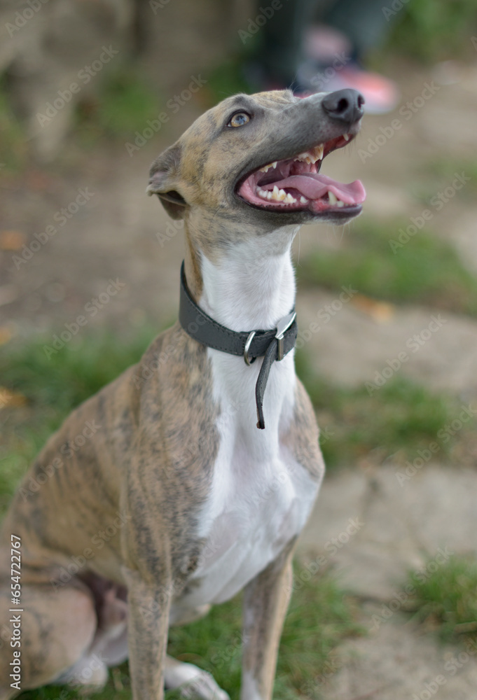 White and Brindle Whippet is smiling with his tongue out, posing for the camera, dog portrait, funny, hilarious