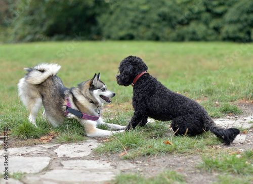 Cute Pomsky puppy is inviting a black Cockerpoo to play, play bow, dog interaction, body language, 