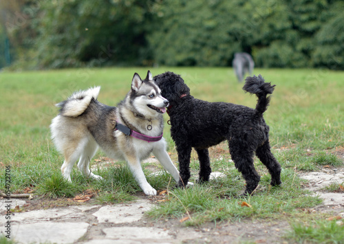 Cute Pomsky puppy is inviting a black Cockerpoo to play, play bow, dog interaction, body language, 