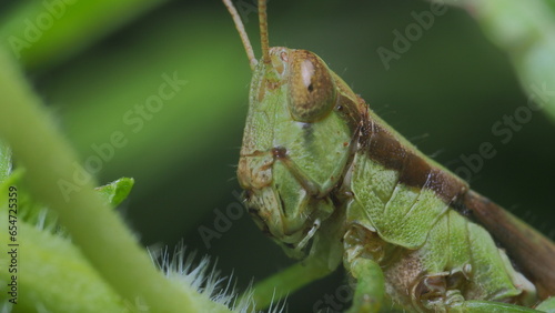 Canvastavla grasshopper on a leaf