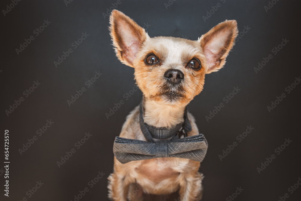 Yorkshire Terrier Yorkshire Terrier