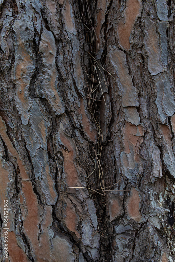 Close-up of coniferous tree bark