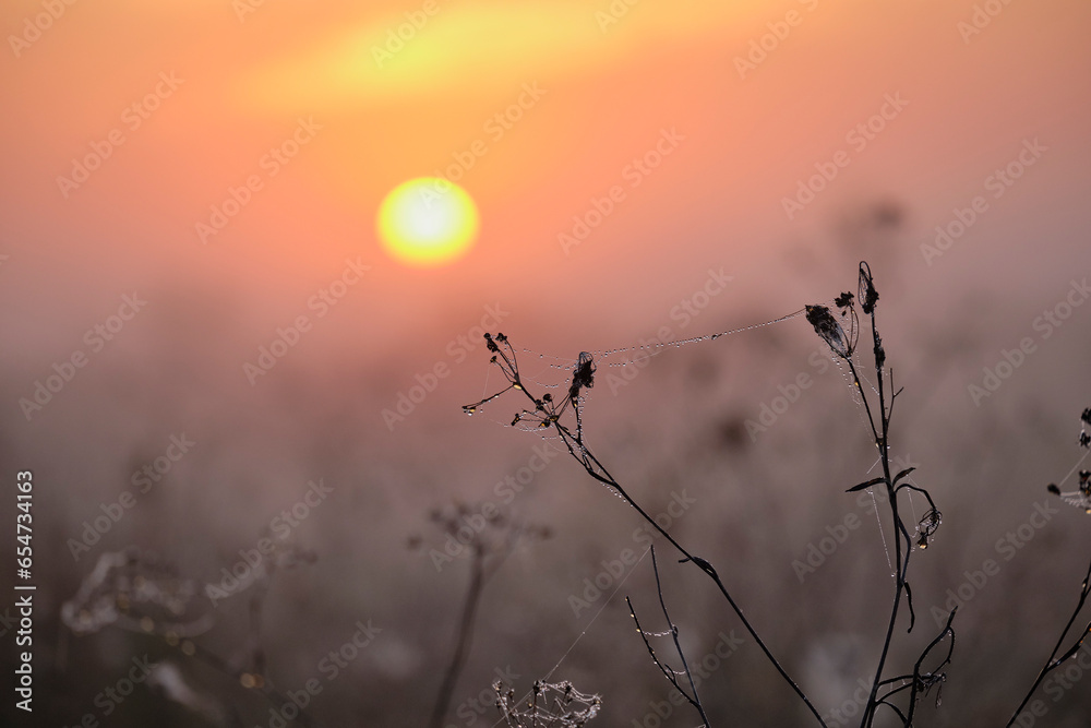 Obraz premium sunrise over the field