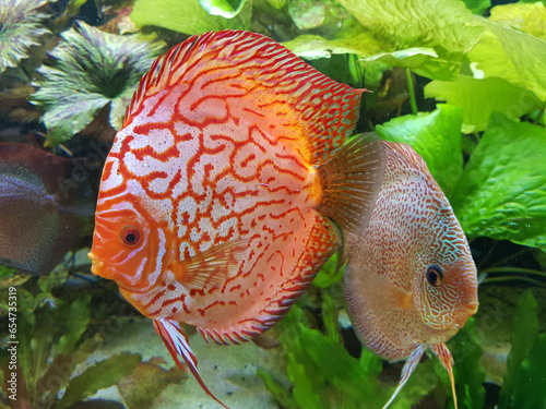 Symphysodon, colloquially known as discus, is a genus of cichlids native to the Amazon river basin in South America.