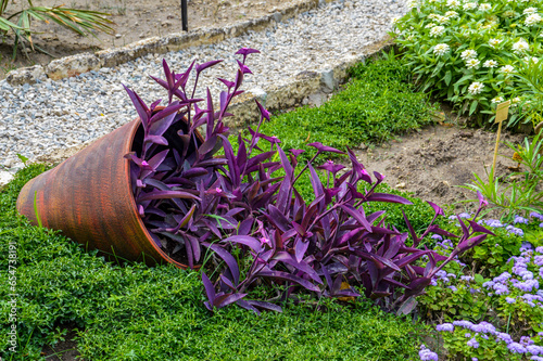 Purple tradescantia in the fallen pot on the ground on the grass, landschaft design photo