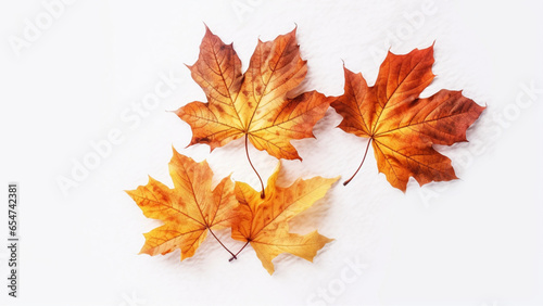 autumn leaves isolated on a white background