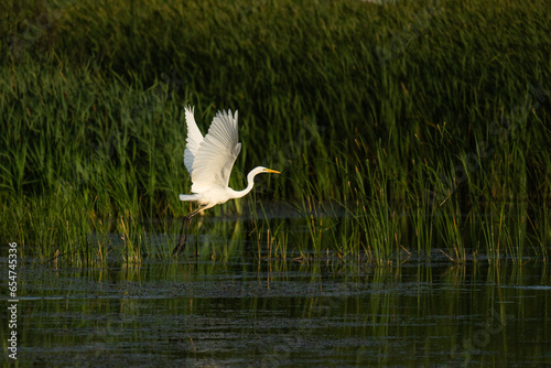 Czapla biała, Ardea alba