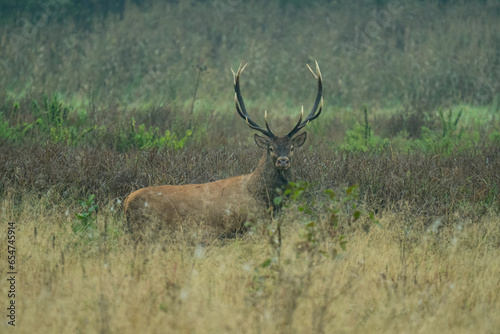 Jeleń szlachetny, Cervus elaphus, rykowisko, polska, 