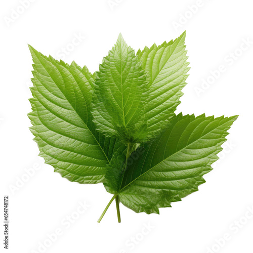Shiso leaf on transparent background photo