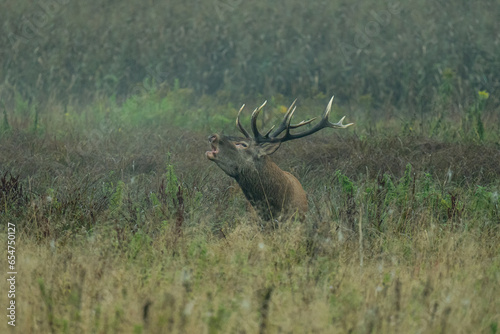 Jeleń szlachetny, Cervus elaphus, rykowisko, polska,