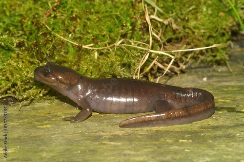 Closeup on a Nortwestern salamander, Ambystoma gracile sitting on wood photo