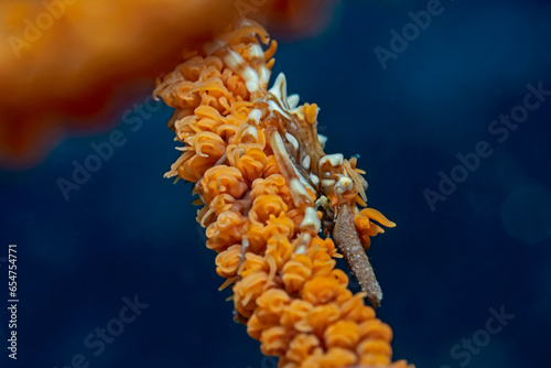 Gorgonien Spinnenkrabbe, Whip Coral Spider Crab (Xenocarcinus tuberculatus) photo