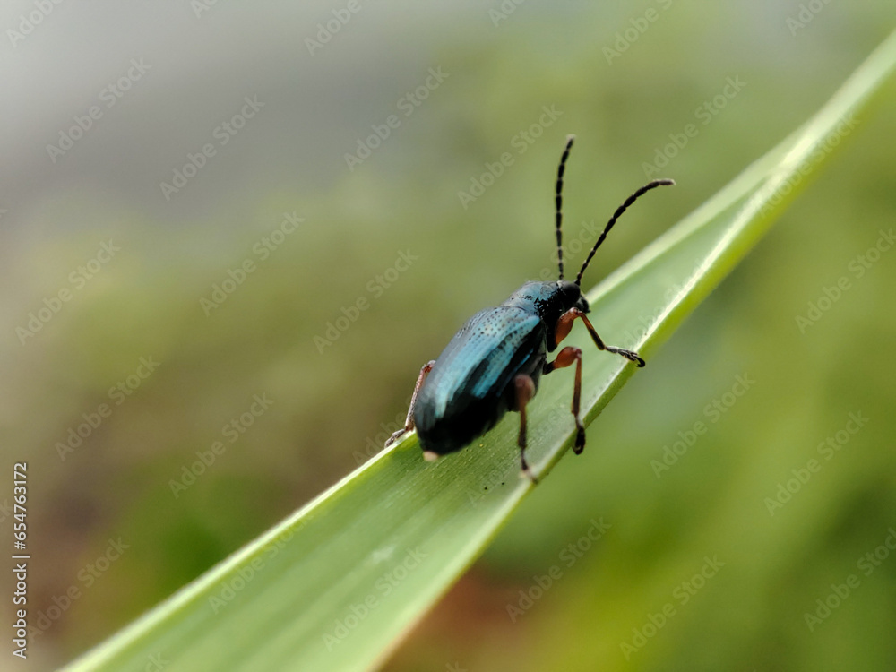Cereal leaf beetles, with the Latin name Oulema melanopus, are a pest for wheat farmers.