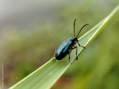 Cereal leaf beetles, with the Latin name Oulema melanopus, are a pest for wheat farmers. © Berti