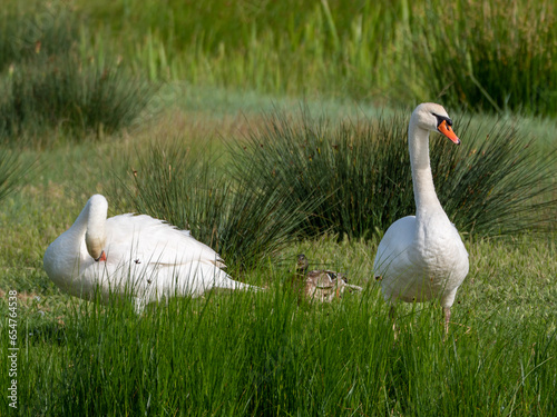 Fototapeta Naklejka Na Ścianę i Meble -  Una pareja preciosa  de cisnes en un humedal